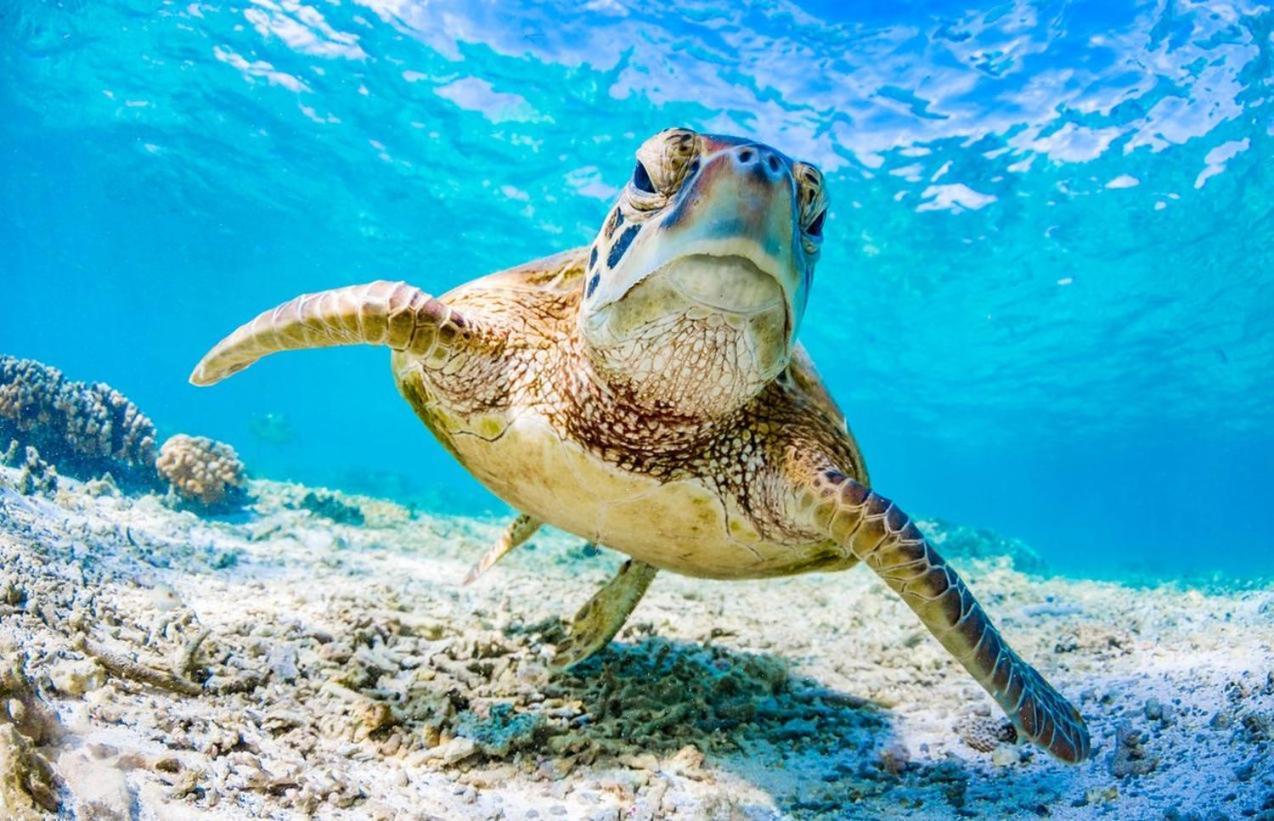 Апартаменти Seaturtle Кліфтон-Біч Екстер'єр фото